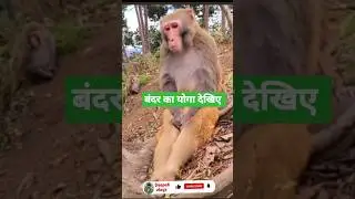 monkey yoga short video