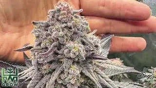 Top Frostiest Selfie Seeds Strains for 2026 - Cannabis Cup Ready? Indoor Home Grow Tent Harvests