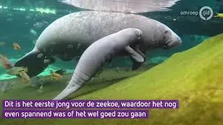 De jonge zeekoe drinkt bij zijn moeder