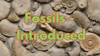 Fossils - Introduced