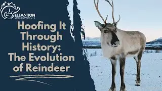 Hoofing It Through History: The Evolution of Reindeer