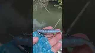 Best Way to Rig a Weedless Soft Plastic
