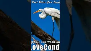 Crystal Dragon Nation of our Avalonian Kingdom of Light  #newearth #paulwhitegoldeagle #avalon