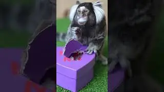 Угощение ко Дню святого Валентина от Аппы! #альвеус