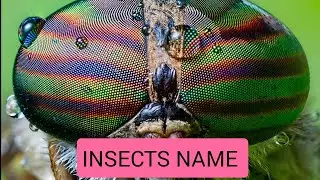 Insects and bugs in English | insects names with movies and pictures | insect names through film 🐜