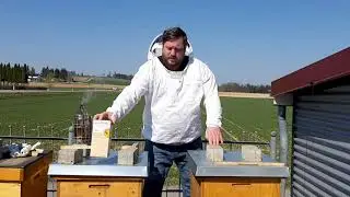 Varroabehandlung mit Bienenwohl