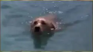 Dolphin saves dog from shark attack