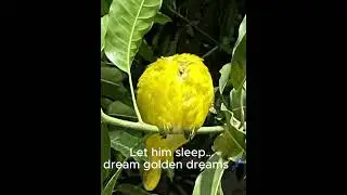 A sleepy yellow bird under mango leaves&hellip;🐥🌿🍃🥭😴