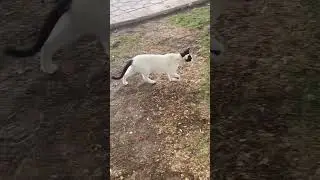 Street Cat with Silent Attitude 🐾 | Just Chilling 😎 #Shorts