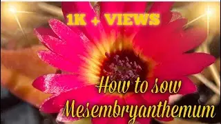 How to sow mesembryanthemum / livingstone daisy  ice plant