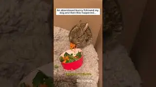 A bunny following my dog #lovestory #rescue #wildliferescue #animals #wildlife #cute#bunny #rabbit