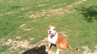 Amstaff training 1 (Gillan)