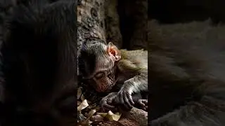 Poor baby #monkey #animallife #babyanimal #animals #monkeycrying #babymonkey #shortsfeed