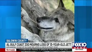 Alabama Gulf Coast Zoo mourns loss of 13-year-old timber wolf
