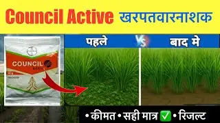 Council Active खरपतवारनाशक- Price/Dose/Result | Bayer council active herbicide full details
