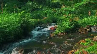 Peaceful River Flowing Through a Quiet Forest – Gentle Nature Sounds for Deep Sleep and Study Focus