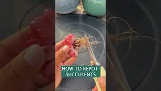 How to repot succulent plants #Shorts