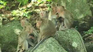 Baby and Mum Team Monkey Meeting - Funny monkey! Funny video monkey