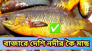 চিনে রাখুন কিছু দেশি নদীর মাছ  Identify some native river fish #চিনে_রাখুন_কিছু_দেশি_নদীর_মাছ
