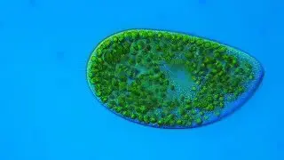 Cyclosis of endosymbionts in Paramecium bursaria