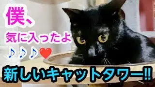 キャットタワーのお年玉♪猫たちの反応は？