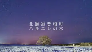 【4K HDR】冬の早朝 ハルニレの木　北海道豊頃町　#hokkaido #ハルニレの木 #豊頃町 #elm #tokachi