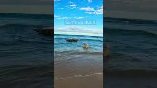 This Husky doesn't swim, but he still likes a dip in the ocean