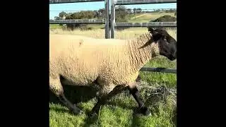 LELAPA 24003 LOT 29 in the 2025 NSW Suffolk Society 10/10 Sale