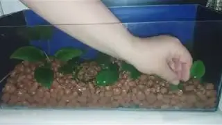Палюдариум-МИНИ)))Анубиас в мини палюдариуме!!!Аквариумное растение.