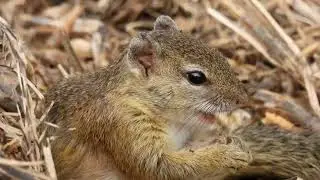 Smith's Bush Squirrel. Boomeekhoring.