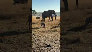 These elephant are interacting with all of these other species, including the human in their midst!