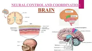 PART 3  chapter 18, Neural control and coordination#brain #11th_biology #neet #ncert#neurons