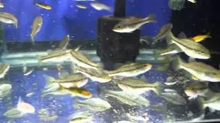 Feeding largemouth bass (Micropterus salmoides)