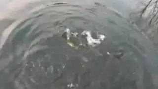 Feeding trout at Union County Sportsman Club