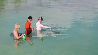 Squid for turtles