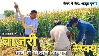 खेत में सांप अजगर रेस्क्यू | Snake Rescue | Forest P B Ahir