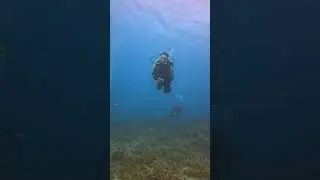 #scubadiving