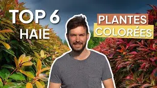 TOP 6 Des plantes pour cr&eacute;er une haie originale et color&eacute;e