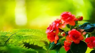 Calm piano music 🌿 Music for relaxing nerves and psychological comfort