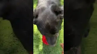 Gary, the fetcher! (2)