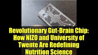 Revolutionary Gut-Brain Chip: How NIZO and University of Twente Are Redefining Nutrition Science
