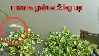 Paser ikan//detik2 gabus monster terciduk@RAJAngetrik201