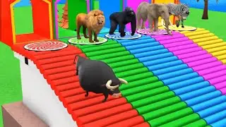 🐯 Tiger Color Jump Challenge 🌈