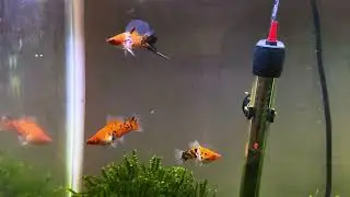 Hifin Koi Sanke swordtail trio