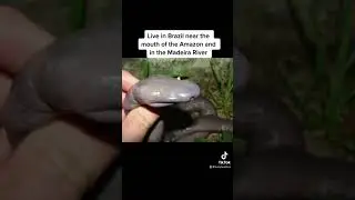 Atretochoana Snake