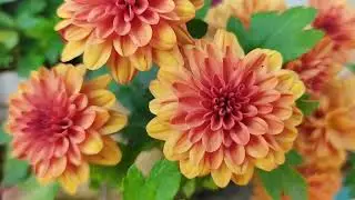 Terrace Garden Tour🌸| Winter Season🌿✨