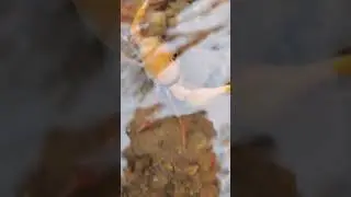 yellow 🦀crab@@@@#