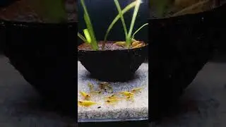 shrimp tahk setup kaise banaen Rad cherry shrimp amanu shrimp #viral#mini blog#shrimp #setup#fish