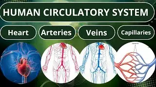 HUMAN CIRCULATORY SYSTEM l Structure and function of heart