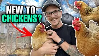 7 Tips For New Chicken Owners!